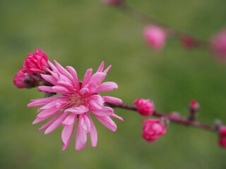 春の公園に咲くキクモモ
