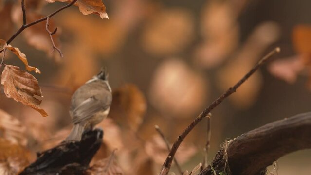 Crested tit with raised head feathers leap from twig in beautiful autumn colors