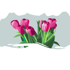 pink tulips,flower,bouquet,tulips,postcard