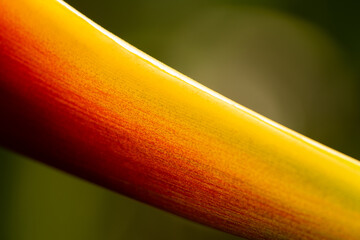Close up shot of Bird of Paradise.