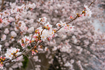 桜、満開、春、目黒川