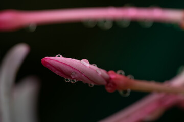 A bud of Kopsia fruticosa flower after the rain.