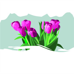 pink tulips,flower,bouquet,tulips,postcard