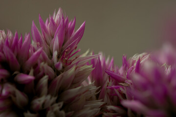 Close up shot of magenta and white flowers