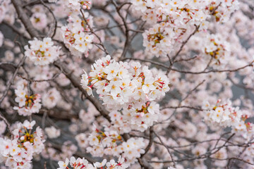 桜、満開、春、目黒川