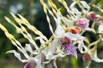 Beautiful endemic wild orchid white and purple striped growing in a tropical forest in its natural...
