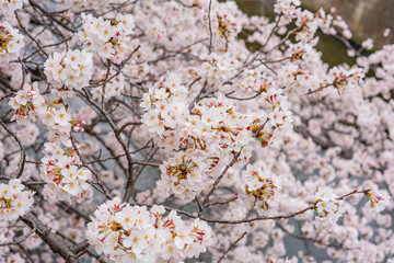 桜、満開、春、目黒川