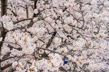 桜、満開、春、目黒川