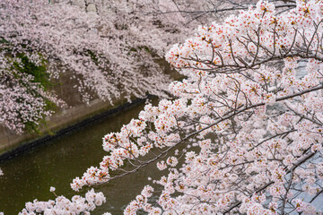 桜、満開、春、目黒川