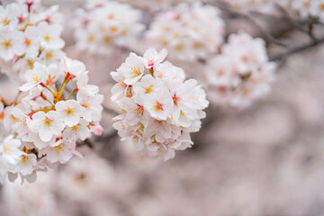 桜、満開、春、目黒川
