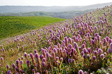Wildflowers Blossoming in Spring, Tri-valley, California