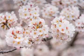 桜、満開、春、目黒川