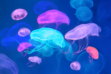 Small jellyfish or medusa of bright colorful.