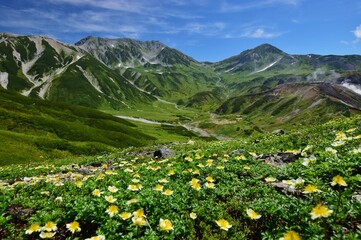 Fototapeta premium 北アルプス 立山連峰 夏景色