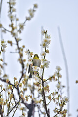 大阪城の白梅とメジロ