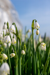 Obraz premium スズラン