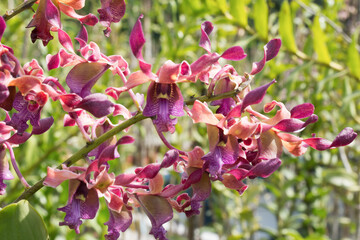 Endemic wild orchid flowering in a tropical forest in its natural habitat.