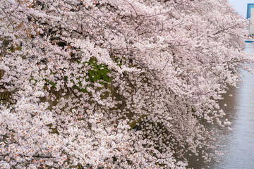 桜、満開、春、目黒川