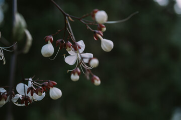 Selective focus of white flower Clerodendrum schmidtii