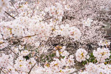 桜、満開、春、目黒川