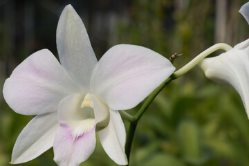 White orchid with delicate petals and buds growing in the garden. Close-up shot, macro,...