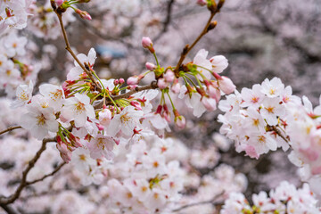 桜、満開、春、目黒川