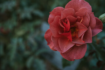 Close-up view of a red rose 