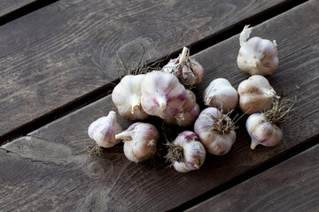 bunch of fresh garlic on dark grey wooden rustic background. Top view
