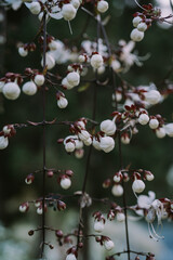 Selective focus of white flower Clerodendrum schmidtii