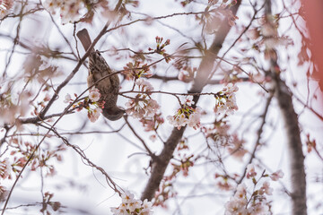 桜と野鳥、満開、春、目黒川