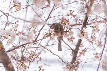 桜と野鳥、満開、春、目黒川
