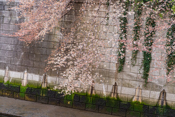 桜、満開、春、目黒川