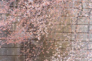 桜、満開、春、目黒川