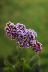 A purple branch blossom growing among the grass, in the picturesque nature in the spring.