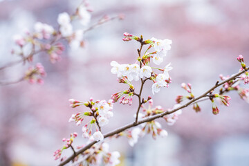桜、満開、春、目黒川