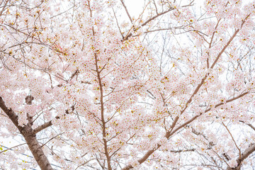 桜、満開、春、目黒川