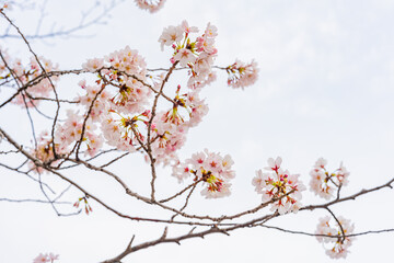 桜、満開、春、目黒川