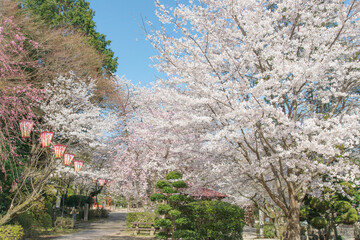 満開の桜（打吹公園・鳥取県倉吉市）