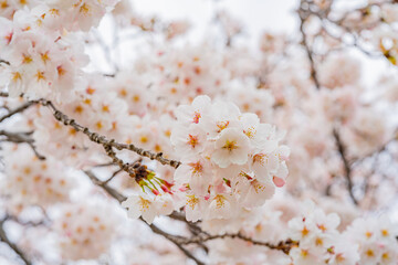 桜、満開、春、目黒川