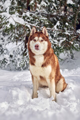 Portrait brown Siberian Husky dog on the background of the winter snowy forest. Front view