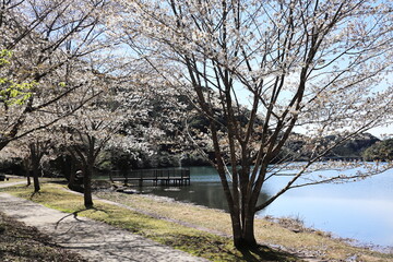 可愛い桜が咲く十曽池