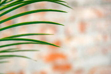 green leaf of an artificial palm tree on a blurred background of an old red brick wall. Place for your text, copy space