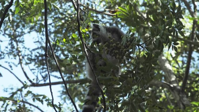 ring-tailed lemur forages in the canopy of a fig tree in Madagascar. Green leaves in background