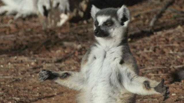 catta lemur sunbathing in morning light on sandy bottom in yoga posture cross legged and arms spread. Close-up shot