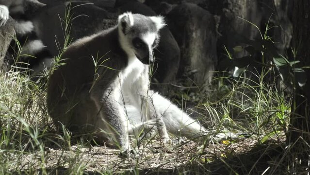 ring-tailed lemur in grass scratches chin and walks away