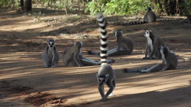 seven ring-tailed lemurs rest in the shade on a sandy road, two individuals leave the group
