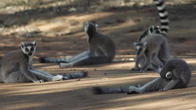 four ring-tailed lemurs resting in the shade on a sandy road, two more  individuals approach and join the group