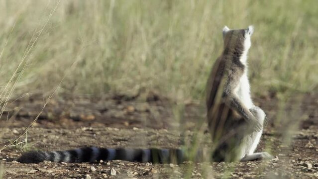 Ring-tailed lemur sitting in high grass, tail spread neatly on ground