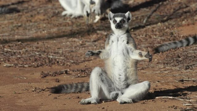 catta lemur sunbathing in morning light on sandy bottom in yoga posture cross legged and arms spread. Medium shot