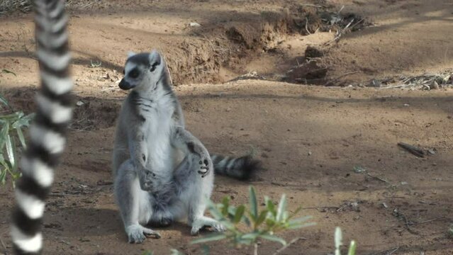 ring-tailed lemur sitting on sandy bottom arms spread. another lemur passes in foreground, raised tail visible only